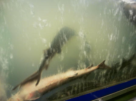 Siêu thị bán hàng cận date : chuyên gia dinh dưỡng nói gì?