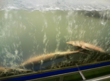 Cá chết trắng, thuỷ sản hôi thối đầy rẫy trong siêu thị Metro