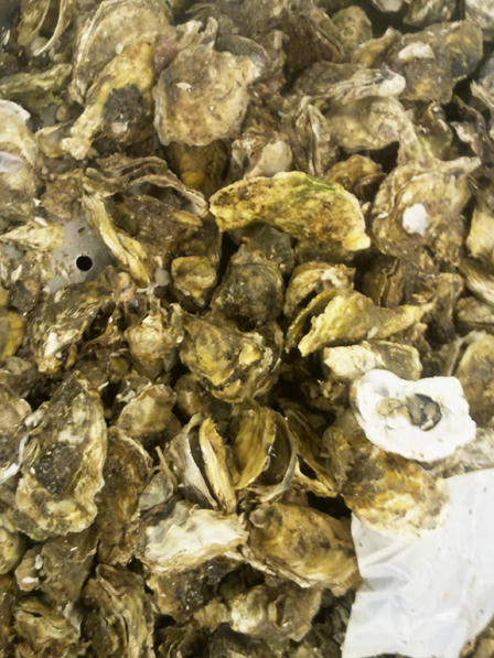 Cá chết trắng, thuỷ sản hôi thối đầy rẫy trong siêu thị Metro