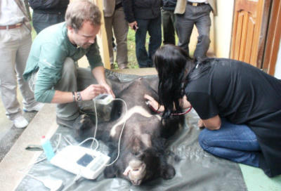 Cứu hộ 2 gấu ngựa từ Khu bảo tồn Xuân Liên