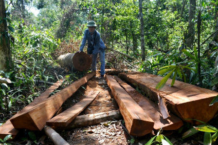 Lâm tặc bị cây đổ đè chết trong vùng đệm Phong Nha – Kẻ Bàng