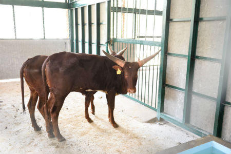 Vinpearl Safari Phú Quốc đón đợt động vật quý hiếm đầu tiên