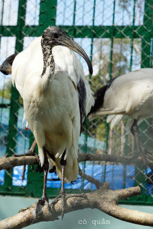 Vinpearl Safari Phú Quốc đón đợt động vật quý hiếm đầu tiên