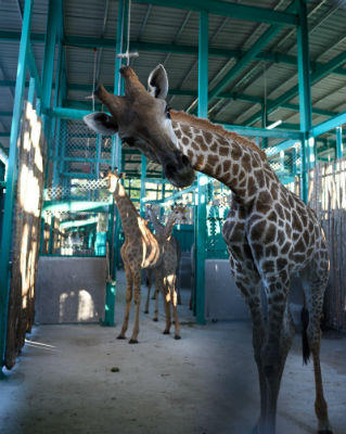 Vinpearl Safari Phú Quốc đón đợt động vật quý hiếm đầu tiên