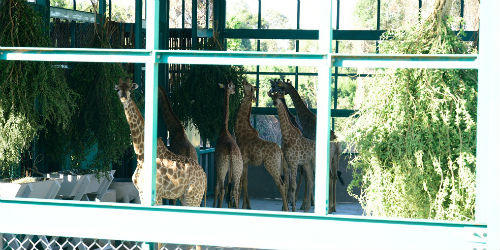 Vinpearl Safari Phú Quốc đón đợt động vật quý hiếm đầu tiên