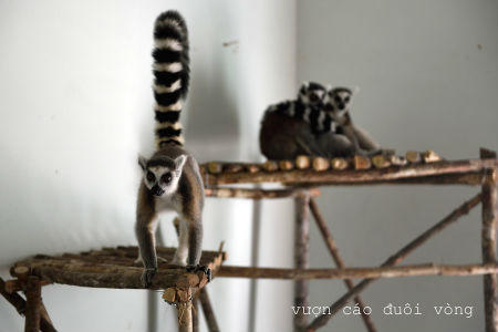 Vinpearl Safari Phú Quốc đón đợt động vật quý hiếm đầu tiên