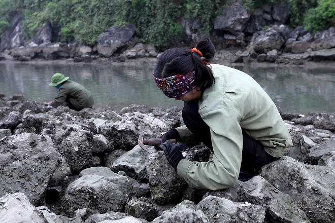 Người Hạ Long đổ ra biển kiếm đặc sản nhậu cuối tuần
