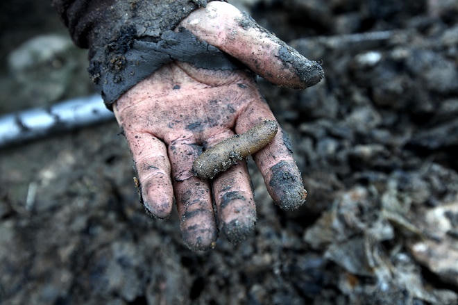 Người Hạ Long đổ ra biển kiếm đặc sản nhậu cuối tuần