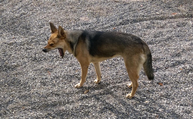 Cảm động câu chuyện sư thầy tổ chức đám tang cho chó