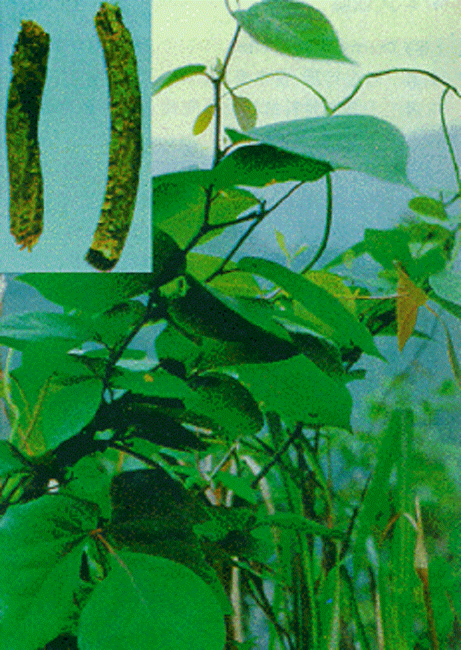 Những chuyện hoang đường về loài cây chữa vô sinh?