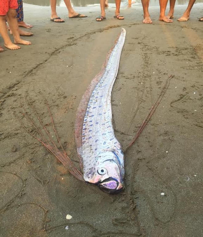 Ám ảnh chuyện về cá lạ chết dạt vào bờ biển Hà Tĩnh