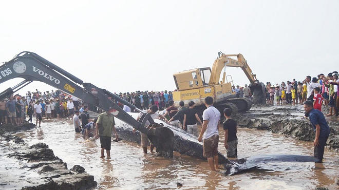 Huyền thoại cá Voi trong 'cõi thiêng' tâm thức Việt