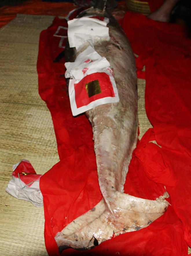 Huyền thoại cá Voi trong 'cõi thiêng' tâm thức Việt