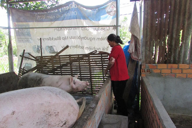 "Chị Dậu' thời nay và vụ kiện cái chuồng heo bị sập