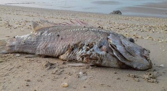 Vỡ hồ khai thác titan: Hệ quả của việc dễ dãi cấp phép, lỏng tay quản lý dự án?