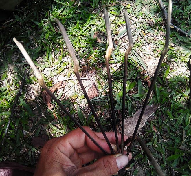 Ngược rừng săn loài cống phẩm 'kê ngũ sắc'