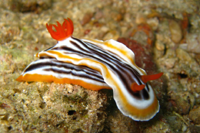 Đã tìm ra chất diệt ung thư cực mạnh từ loài sên biển.