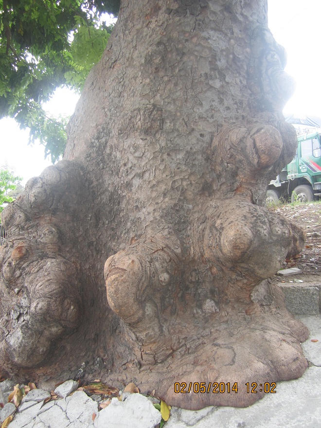  Oan hồn trinh nữ nhập 'linh thụ' canh giữ kho báu?