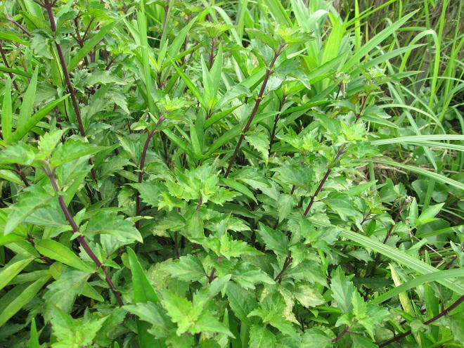  “Điểm danh” những dược liệu hiệu nghiệm mọc quanh vườn