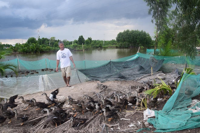 “Canh bạc” táo bạo của người bắt vịt trời về nhân giống