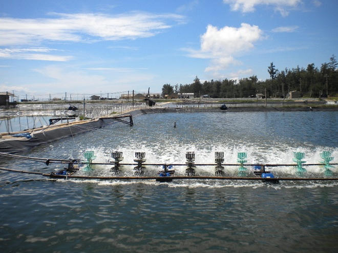 Chuyện có 1-0-2: Trộm tôm bị phạt vạ cả con heo... 100 ký ở đất Mũi 