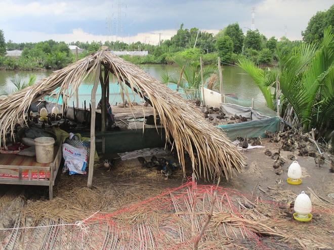 “Canh bạc” táo bạo của người bắt vịt trời về nhân giống