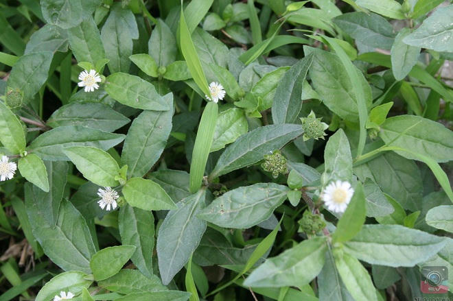  “Điểm danh” những dược liệu hiệu nghiệm mọc quanh vườn