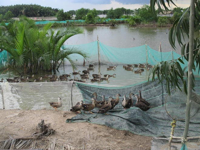 “Canh bạc” táo bạo của người bắt vịt trời về nhân giống