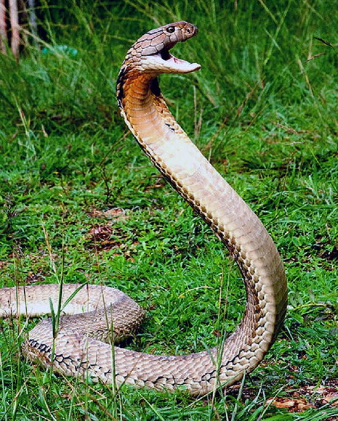 Rùng mình chuyện 'rừng báo oán' thợ săn