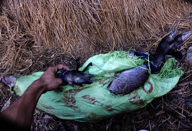 Rùng mình chuyện 'rừng báo oán' thợ săn