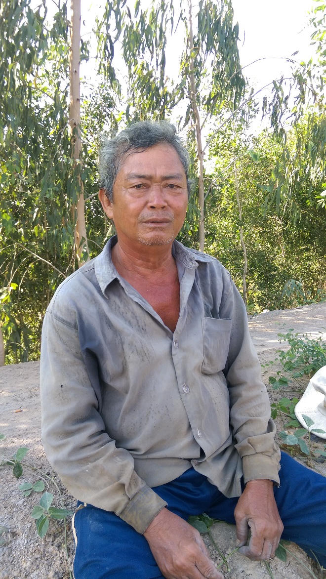 “Cánh đồng vàng” huyền bí ở miền Tây