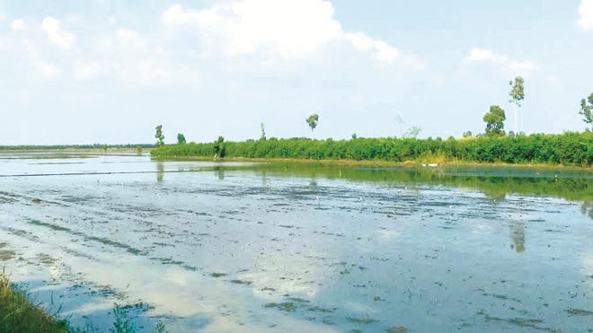 “Cánh đồng vàng” huyền bí ở miền Tây