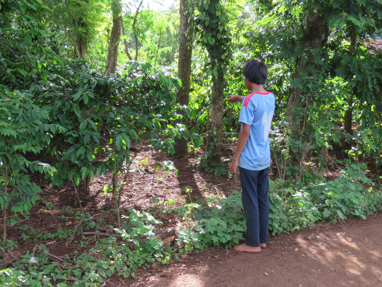 Đưa người yêu "vào rẫy', trai bản bị đi tù
