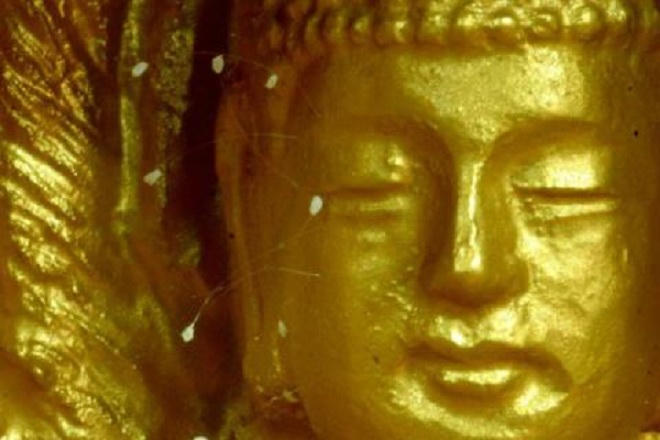 Phát hiện gây sốc về loài hoa ưu đàm '3000 năm mới nở'