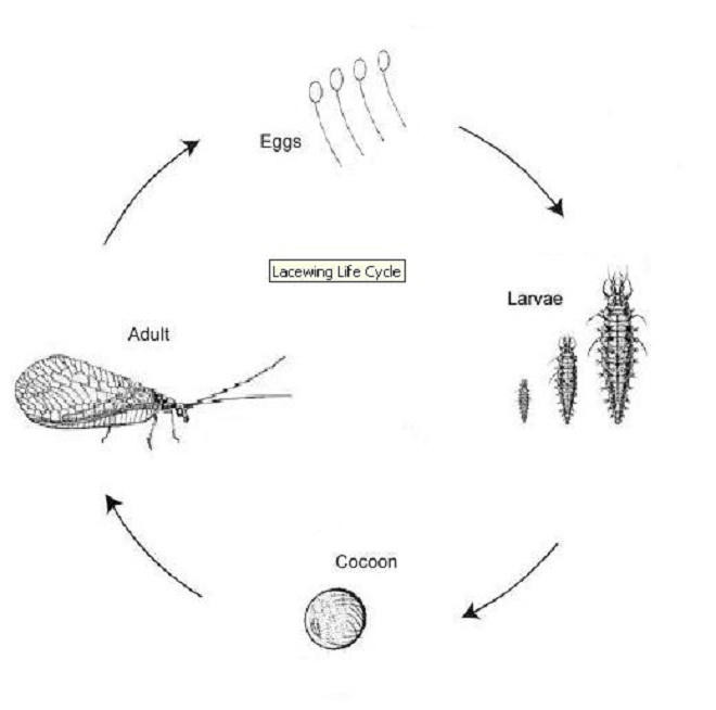 Phát hiện gây sốc về loài hoa ưu đàm '3000 năm mới nở'