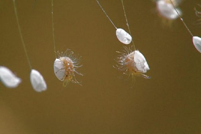 Phát hiện gây sốc về loài hoa ưu đàm '3000 năm mới nở'