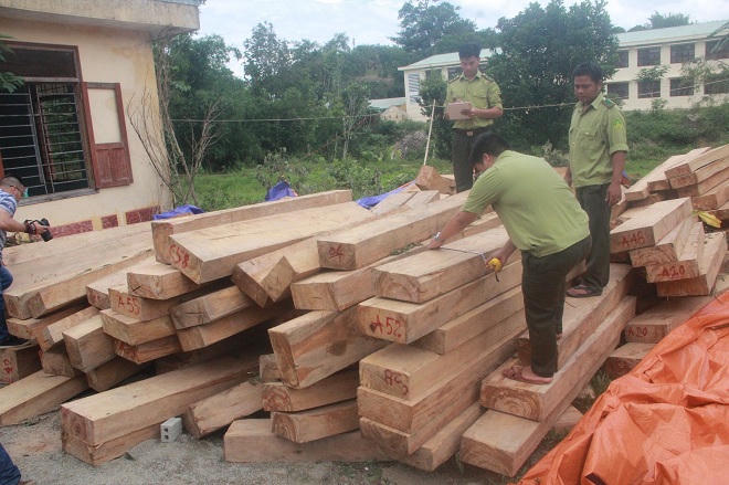 Quảng Nam: Tàn phá khủng khiếp rừng pơ mu ở đại ngàn Nam Giang