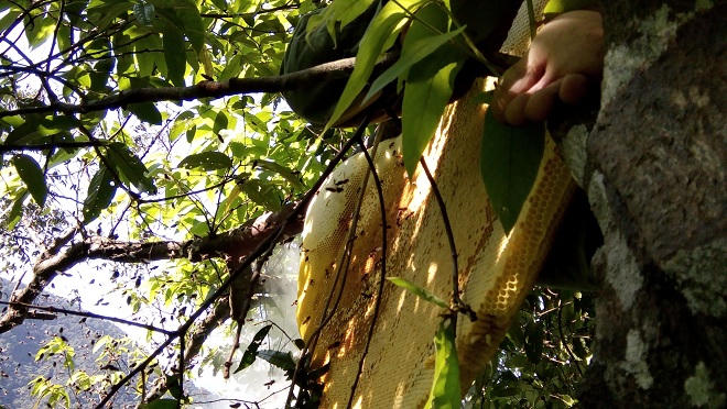 Cử nhân Văn khoa làm giàu bằng quà quê giữa phố thị