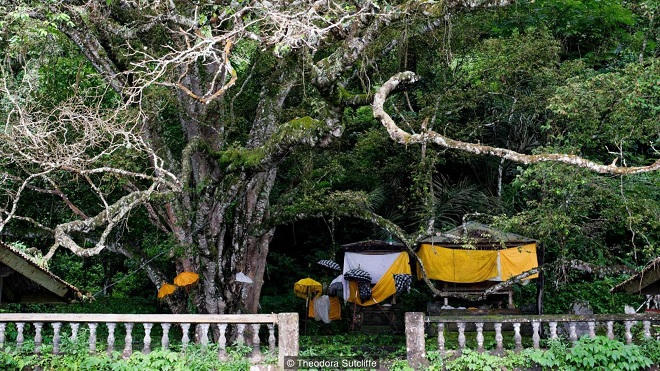 Bí ẩn “cây thần” khử...mùi thối xác người.