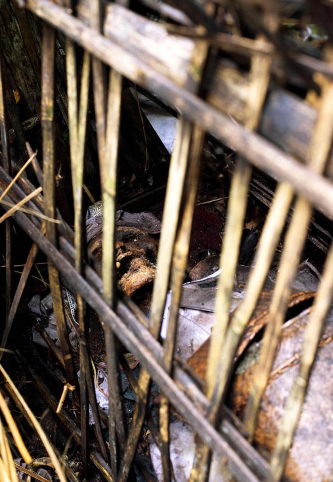 Bí ẩn “cây thần” khử...mùi thối xác người.