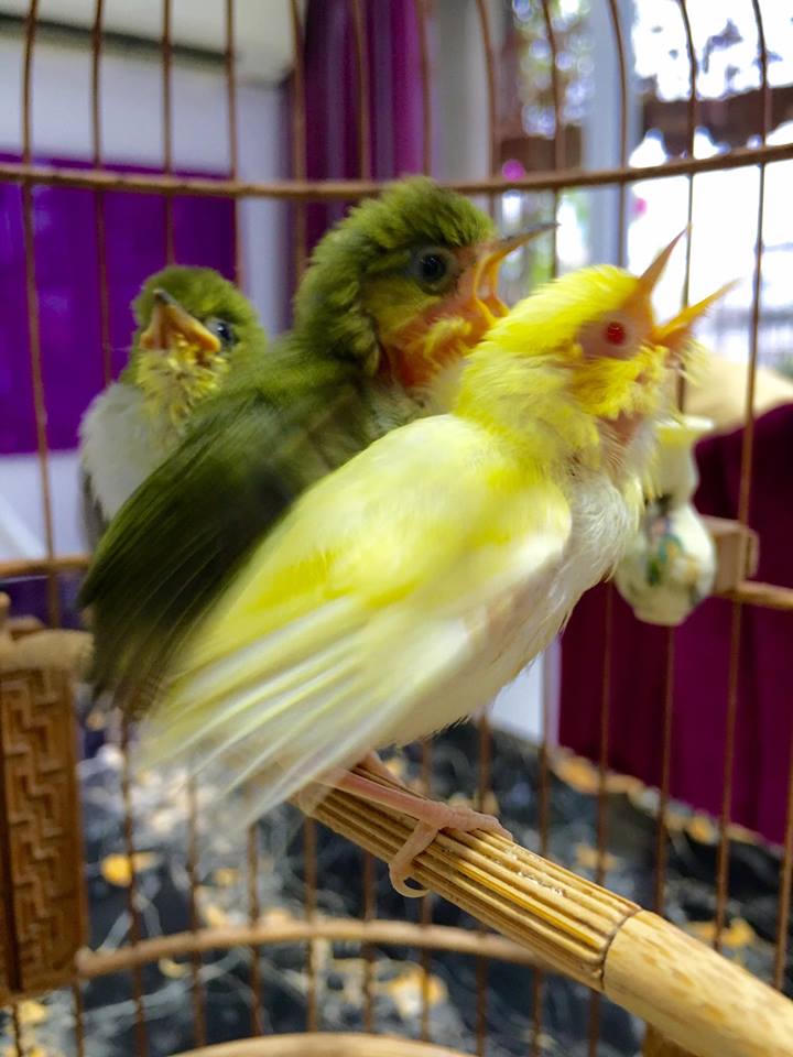 Kỹ nghệ chăm chim của “Vua chim màu” đất Bắc