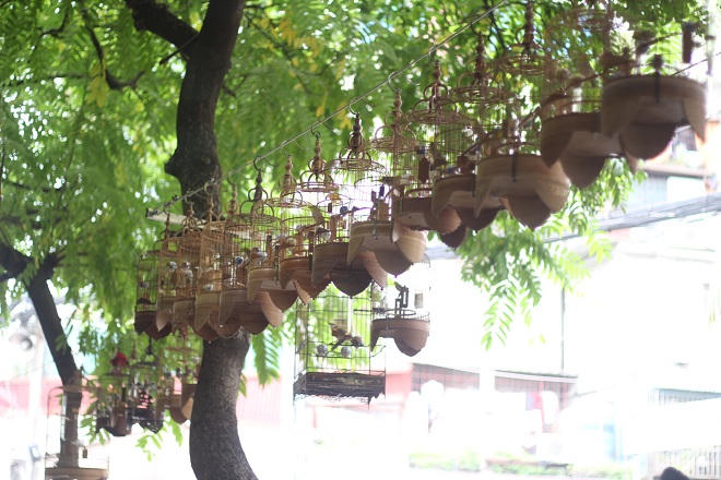 Kỹ nghệ chăm chim của “Vua chim màu” đất Bắc