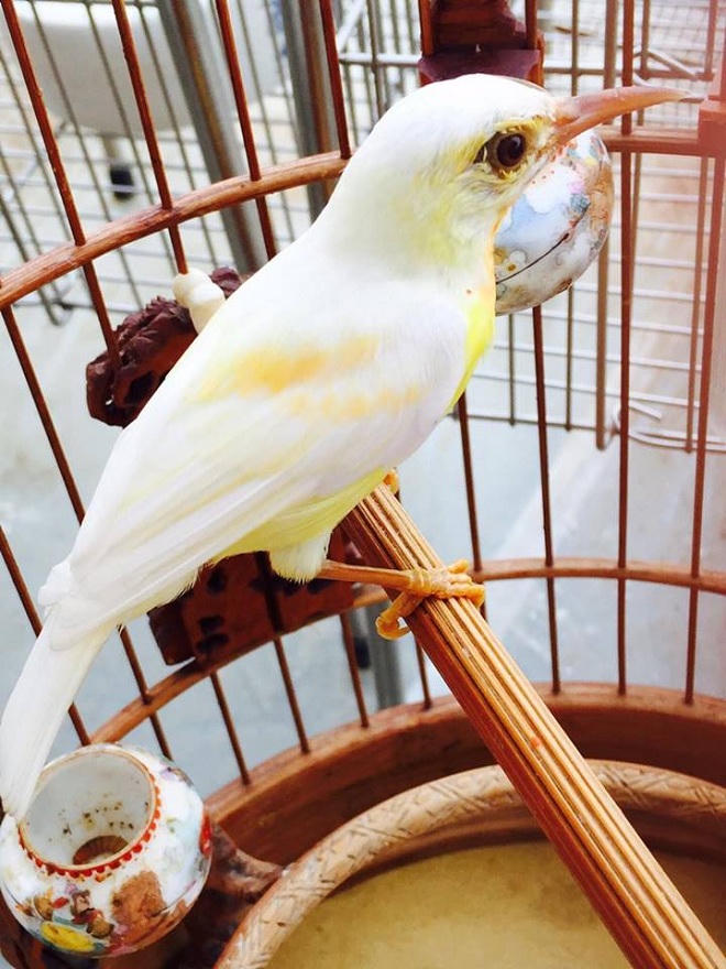 Kỹ nghệ chăm chim của “Vua chim màu” đất Bắc