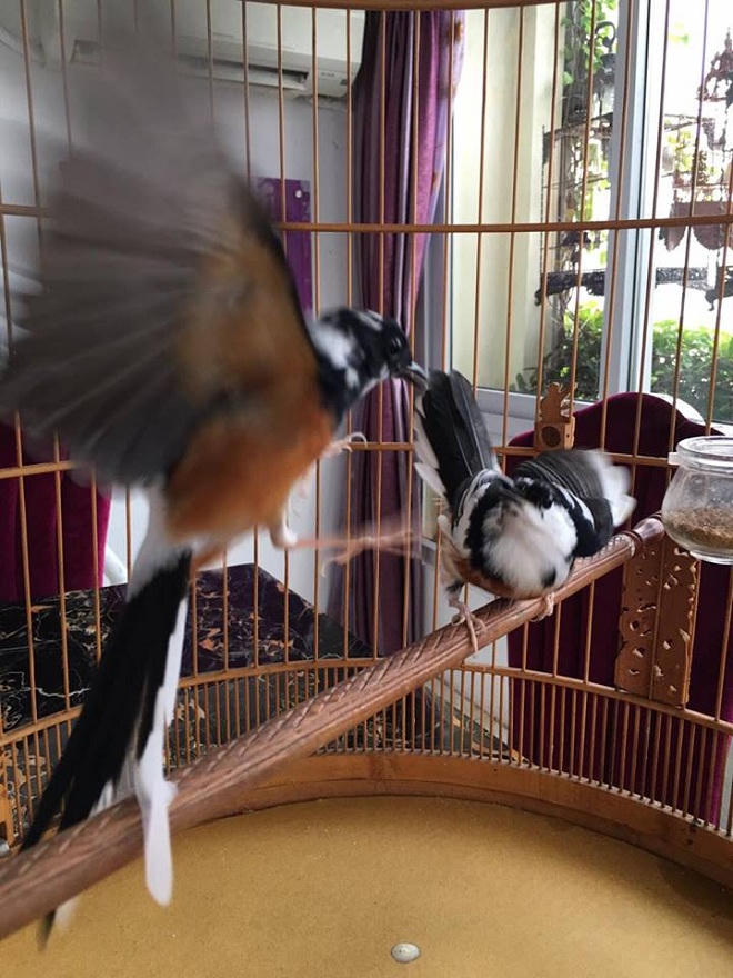 Kỹ nghệ chăm chim của “Vua chim màu” đất Bắc