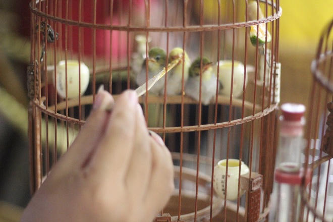 Kỹ nghệ chăm chim của “Vua chim màu” đất Bắc