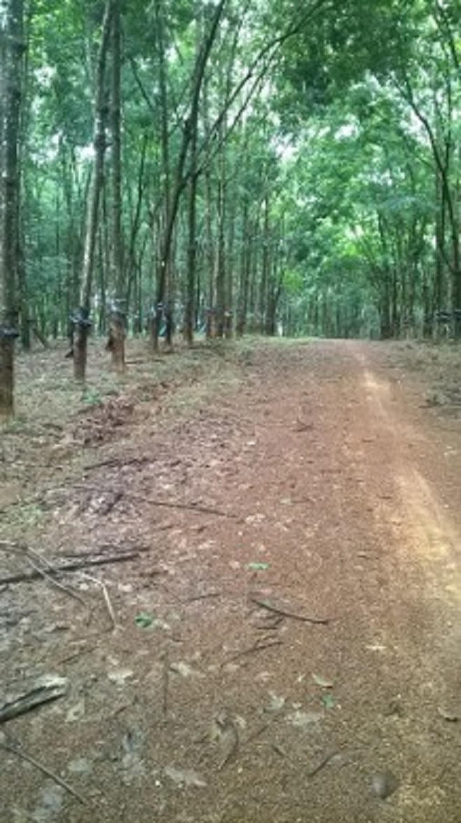 Thầy giáo đưa nữ sinh lớp 7 vào rừng cao su dở trò dâm ô?