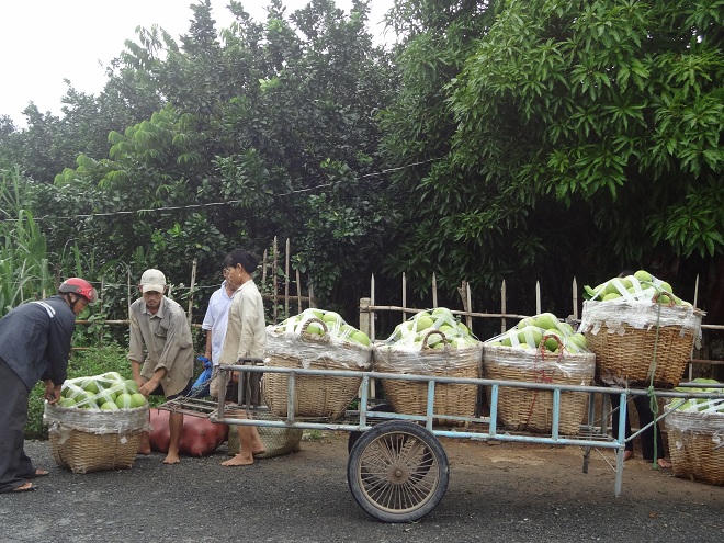 Đồng bằng sông Cửu Long: Biến đổi khí hậu “đè nặng” lên kinh tế vùng