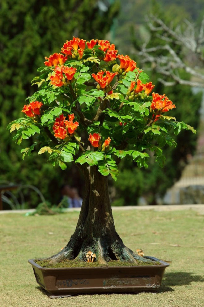 Tinh xảo hoa đất