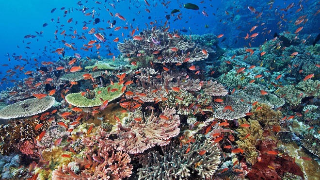 Chuyện lạ về một 'cặp đôi Robinson' ở Indonesia