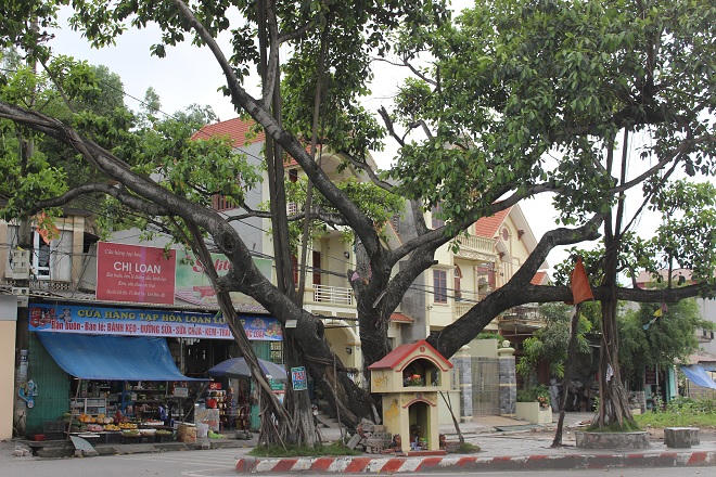 Ngã tư tử thần và câu chuyện hiển linh của cây đa trăm tuổi 